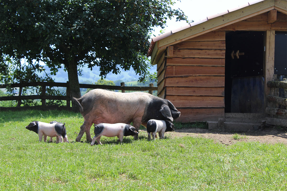 sentier découverte porc basque